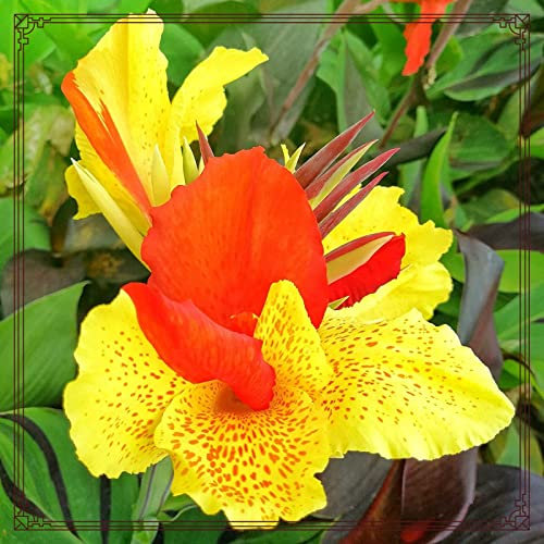 Canna Lily Bulbs for Planting Now UK/UK Now Simple Planting Perennial/Strong Plants That Grow Well/Mix Golden Jade Carving Feels Perfect