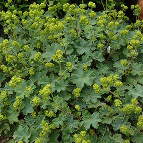 6 x Zwerg Frauenmantel - Alchemilla Erythropoda Topf 9x9cm: Kleiner Frauenmantel mit besonderem Charme.