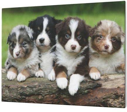 Hyaszst Wandbehang Malerei Leinwand Druck Leinwand Wandkunst zum Aufhängen für Schlafzimmer Küche Haus,Australian Shepherd Kleine Welpen Quartett