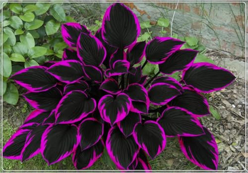 Winterharte pflanzen, Pflanzen Funken Hosta Winterhartes MehrjäHrig, Hosta Knollen,Seltene,Große Blattpflanzen,Funkien knollen-4 Rhizom-H