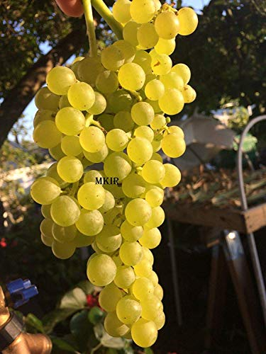 Potseed Keim Seeds: 2 Stecklinge: Lakemont Seedless Tafeltraube. frischer unbewurzelten Stecklinge Weinrebe