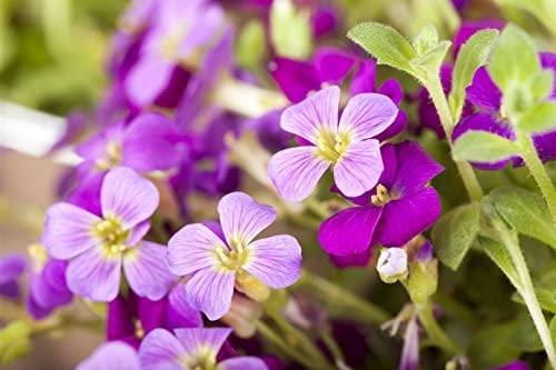 Aubrieta x cultorum 'Kitte' 9x9 cm Topf – Winterhart Mehrjährig Pflegeleicht – Blaukissen – Bodendecker für Steingarten & Beet