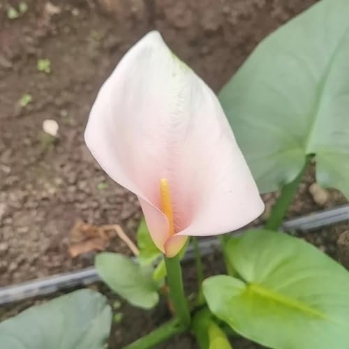 5 pcs calla zwiebeln winterhart, calla lilie zwiebeln, deko wohnzimmer zimmerpflanze, calla pflanze winterhart Knollen (Zantedeschia aethiopica) seltene pflanzen, zimmer deko balkon