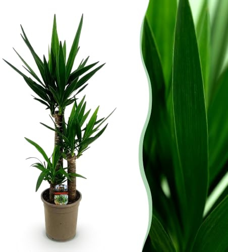 Green boutiQ - Plante d'intérieur - Yucca elephantipes - Yucca - Peu d'entretien - Vert - 1 - Pot 21cm - Hauteur 100cm