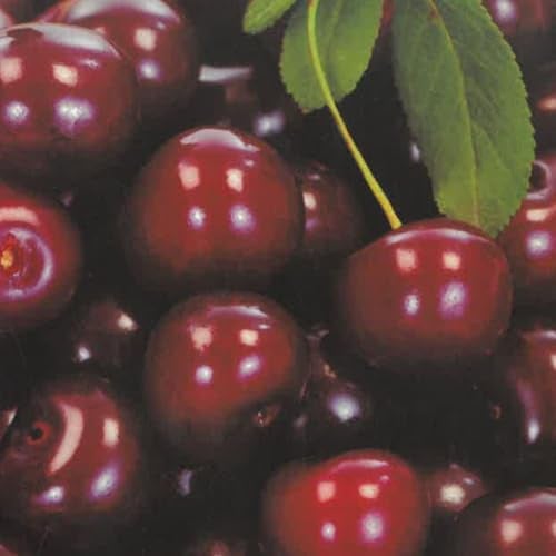PIANTA DA FRUTTO CILIEGIA FERROVIA in vaso 20 - età 2/3 anni