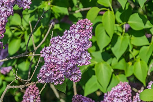 Gemeiner Flieder Syringa vulgaris Pflanze 35-40cm gewöhnlicher lila Flieder