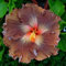 Auf Verkaufs-100pcs Hibiscus Samen 17kinds Hibiscus rosa-sinensis Blumensamen Hibiskus Baum Bonsai für Raum Blumen Topfpflanzen *
