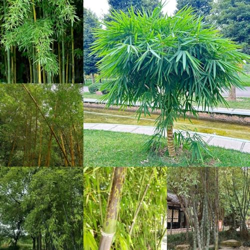 150 pcs Bambus pflanze samen - ausgefallene geschenke Bambussamen, Bamboo bonsai baum, samen zimmerpflanzen Balkon Sichtschutz zimmerpflanze plantura garten, exotische pflanzen geschenk