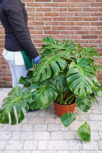 PHYLODENDRON PERTUSUM, MONSTERA DELICIOSA, VASO 24CM DIAMETRO, pianta vera