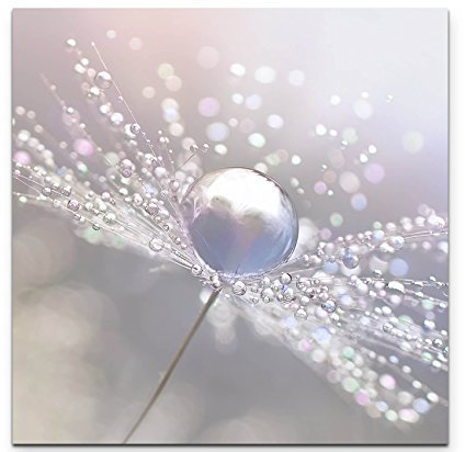 Paul Sinus Art Leinwandbilder | Bilder Leinwand 60x60cm Pusteblume mit Wassertropfen