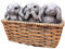 Darthome Three Wise Rabbits In Basket Planter Cement Brown Trough Pot Cute Grey Bunnies