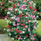 Camellia Tricolour Outdoor Plants Low Maintenance Hardy Evergreen Garden Shrub Pink, Red and White Blooms, Multicoloured, Gardening Gifts 1 x Camellia Tricolour in 15cm Pot by Thompson and Morgan
