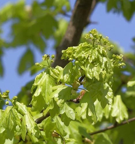 Hochstamm Säulen-Feldahorn Street Pilla 125-150cm - Acer campestre