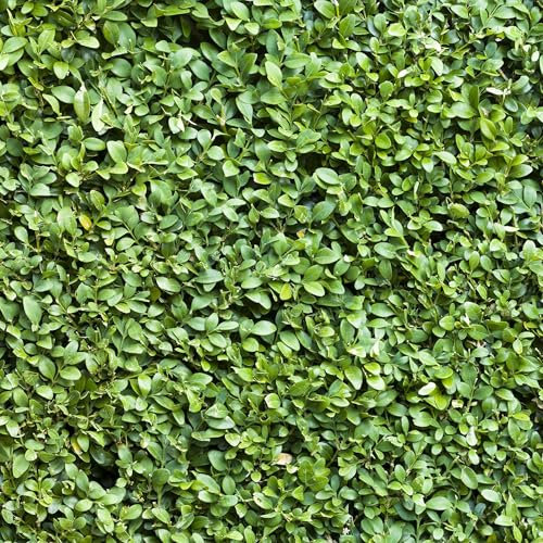 GreenboutiQ - Heckenpflanzen - Buxus sempervirens - Blatt grün - 6 Pflanzen - 1 laufender Meter - immergrün - Topf 17cm Höhe 45cm