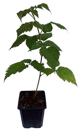 3 x Himbeere GLEN COE Pflanze violette Früchte - dornenlos -