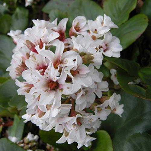 6 x Bergenie 'Silberlicht' - Bergenia 'Silberlicht' Topf 9x9cm: Silbrig-weiße Blattzeichnung, rosa Blüten, attraktiver Kontrast.