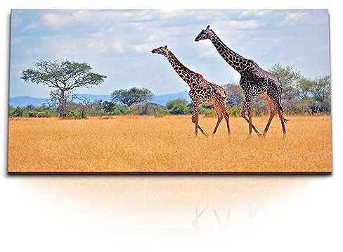 Paul Sinus 120x60cm Wandbild majestätische Giraffen - Afrikanische Wildnis Leinwandbild auf Holzrahmen