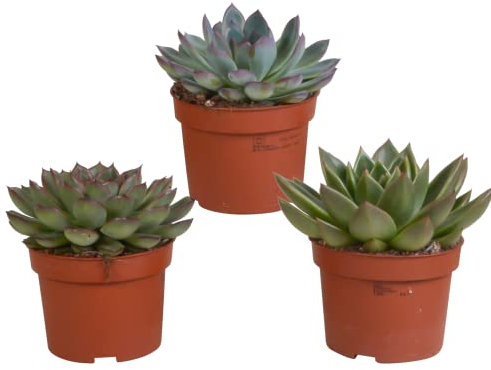 Echeveria Mix | 3 Stück | diverse Sorten | Ø 10,5 cm | ↕ 16-21 cm | Pflegeleichte Zimmerpflanzen