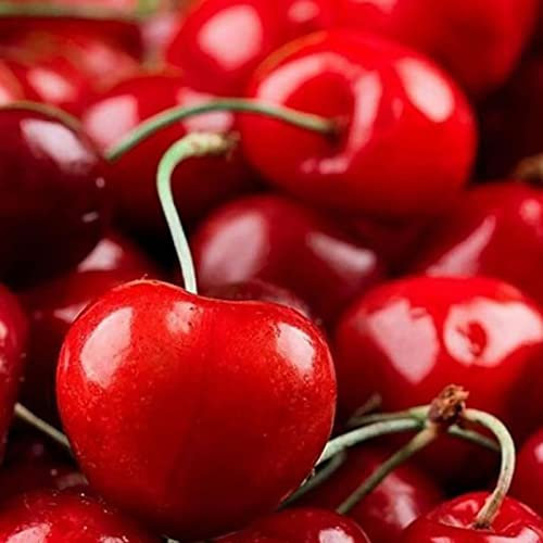 Haloppe 50 piezas de semillas de cerezo para plantar en el jardín del hogar, semillas de cerezo, mini semillas de cerezo rojo salvaje para granja semillas de cereza