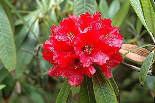 vegherb 8 Seeds - Rhododendron Arboreum Große Blumen-Rot