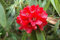vegherb 8 Seeds - Rhododendron Arboreum Große Blumen-Rot