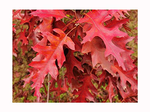 Red Oak, Quercus Rubra, Decorative Hardy Tree, Rarely Offered, Great for UK Climate, 20-30cm Tall Plant in an 8/9cm Pot