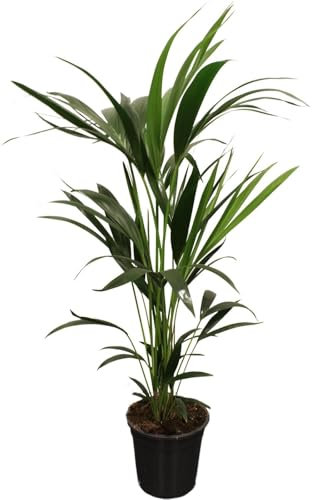 Howea Forsteriana - Palmier de Kentia - 90-100cm - Ø21cm - Plante d'intérieur - Vert persistant