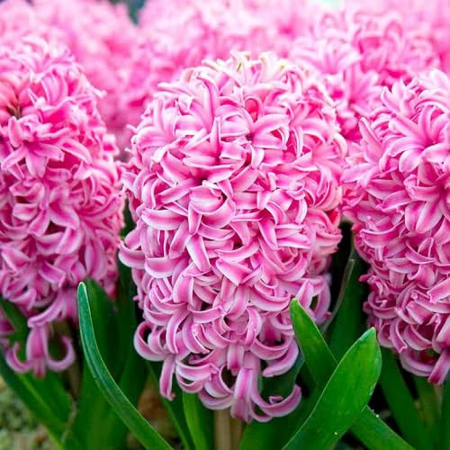 Frische neue Hyazinthen-Blumensamen, Rosa, 100 Stück, für den Garten