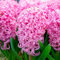 Frische neue Hyazinthen-Blumensamen, Rosa, 100 Stück, für den Garten
