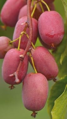 Pianta di Kiwi Arguta Rosso a Polpa Rossa (Femmina) in Vaso da 20 cm