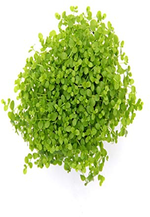 Dennerle-Plants Wasserpflanze Micranthemum spec. Montecarlo