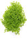 Dennerle-Plants Wasserpflanze Micranthemum spec. Montecarlo