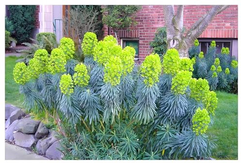 3 x Euphorbia characias 'Blue Wonder' (Stauden/Staude/Mehrjährig/Winterhart/Immergrün) Mittelmeer-Wolfsmilch - Ein Farbenspiel aus Blau, Grün und Gold - sehr Bienenfreundlich - von Stauden Gänge