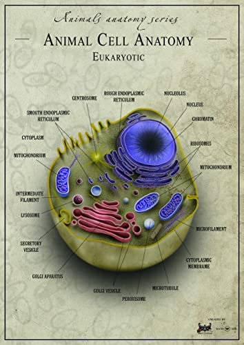 animal cell anatomy A4 Poster on Canvas - Filmkunstposter in verschiedenen Größen für Wohn- oder Schlafzimmerideen. Randlose Kultfilmbilder, klassische ikonische 70er, 80er, 90er Jahre, Vintage-Retro