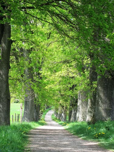 5 ALBERO DI QUERCIA ALLORO Quercus Hemisphaerica nativo alias Darlington Coastal Sand Seeds