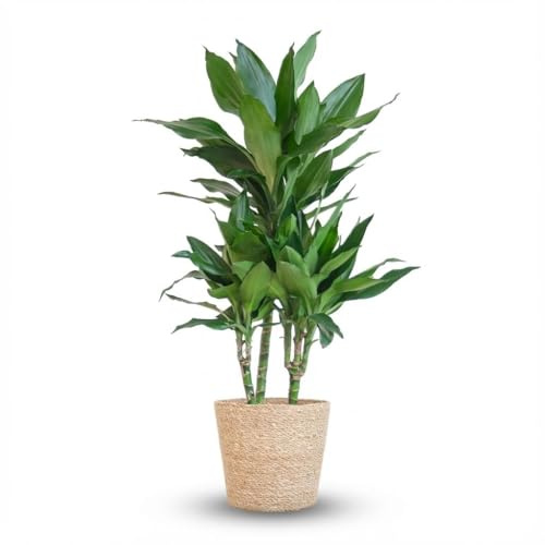 Green boutiQ - Plante d'intérieur - Dragonnier - Dracaena Janet Craig - Vert - Entretien facile - 1 Plante - avec Panier - Pot 21cm - Hauteur 90-100cm