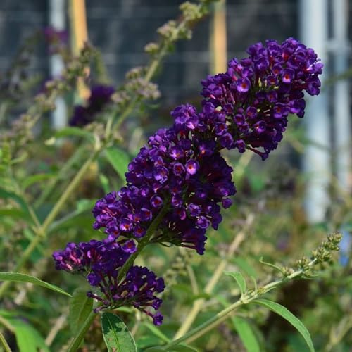 Vivai le Georgiche - Pianta vera di Buddleja davidii Black Knight - vaso Ø 24 cm