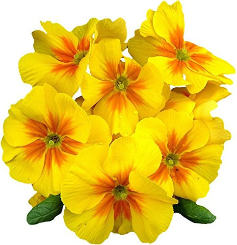 Primrose Boxed Bedding 24 x Yellow Garden Ready Plants (Live Plants)