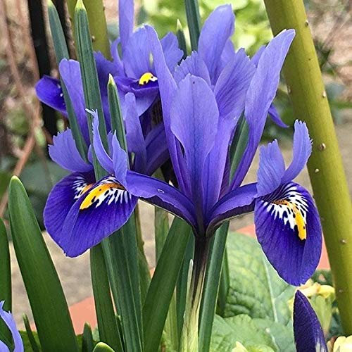 Portal Cool 25 Iris Bulbi | Nano Iris reticulata Bulbi | Qualità Fioritura bulbi primaverili