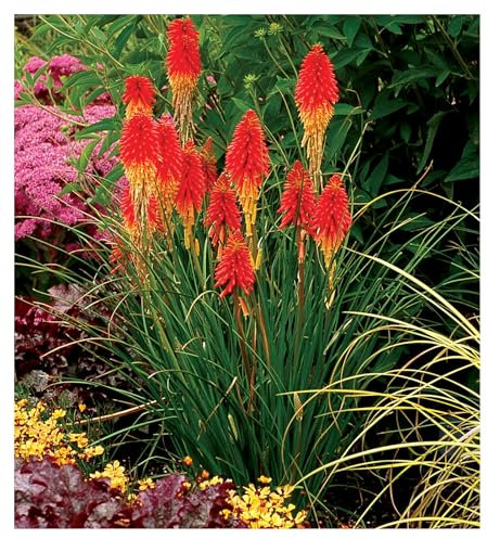 10 x Kniphofia 'Papaya Popsicle' (Winterhart/Staude/Dauerblüher/Bienenferundlich/Mehrjährig) Fackellilie - Hingucker der den ganzen Sommer über bis tief in den Herbst hinein blüht - von Stauden Gänge