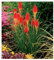10 x Kniphofia 'Papaya Popsicle' (Winterhart/Staude/Dauerblüher/Bienenferundlich/Mehrjährig) Fackellilie - Hingucker der den ganzen Sommer über bis tief in den Herbst hinein blüht - von Stauden Gänge