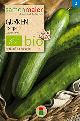 BIO Gurken, Tanja, Freiland-Salatgurke (Cucumis sativus)