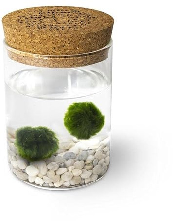 KAKI La Felicità è Nelle Piccole Cose Marimo Coppia Originale in Vaso di Vetro con Tappo in Sughero, Artigianale, Fondale Bianco, Diametro 8cm, Altezza 11cm, Made in Italy