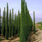 ITALIENISCHE ZYPRESSE Cupressus Sempervirens Stricta 10 SEMI: Samen