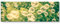 Paul Sinus Art Seifenblasen Vintage - Panoramabild auf Leinwand in 150x50cm