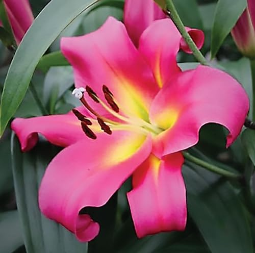CSL sunrise Garten Preisgekrönte Lilie Empoli 5x Zwiebeln, Lilium Hybrid, winterharte und mehrjährige Lilienzwiebeln, Blumenzwiebeln, bienenfreundlich, schmetterlingsfreundlich