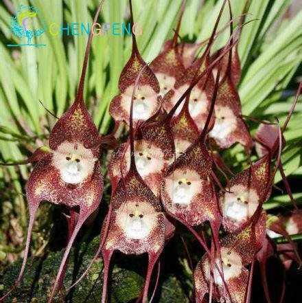 Green Seeds Co. 5 teile/beutel Mixed Bunte Affe Gesicht Orchidee pflanzen Rote Creme Topf Peru Blume pflanzen Orchis Simia Senior Phalaenopsis Bonsai: schwarz