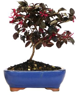 KENTIS - Bonsaï Loropetalum - Vraie Bonsaï Ornemental d'Extérieur - Vraies Plantes pour Balcon Terrasse - H 35-40 cm Pot Ø 21 cm