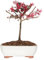 KENTIS - Bonsai Loropetalum - Bonsai da Esterno Vero Ornamentale - Piante Vere da Balcone Terrazzo - H 35-40 cm Vaso Ø 21 cm