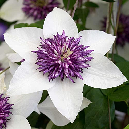 Clematis Hybrid - Clematis Hybrida Flower Seeds, 10 Seeds Home Garden Seeds ing by Heavy Torch, Florida Sieboldii: Only Seeds
